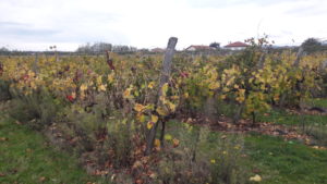 Sur la rive gauche de la vallée du Rhône, la terre dauphinoise héritière des glaciers est propice aux arbres fruitiers, mais les vignes y font leur retour comme à Assieu ( © Pierre Nouvelle ).